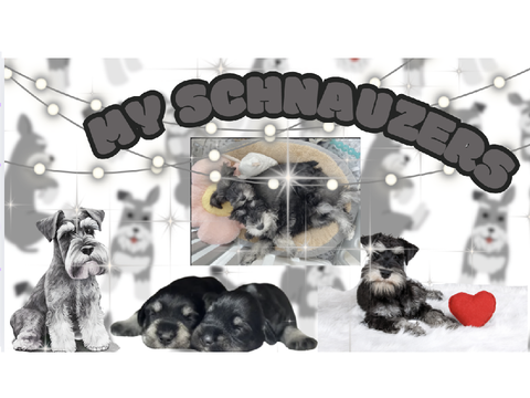 My Schnauzers