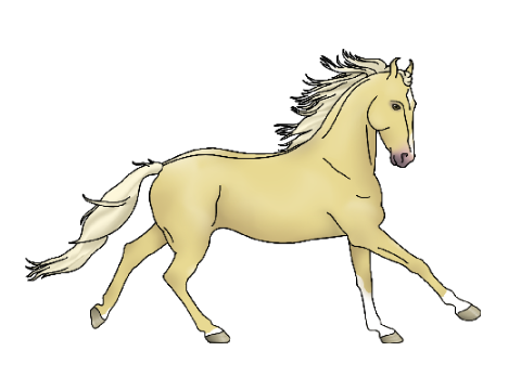 Palomino Marwari AT 