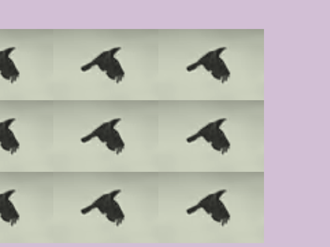 bird