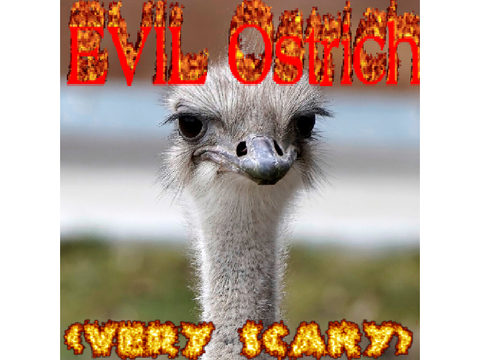 EVIL ostrich