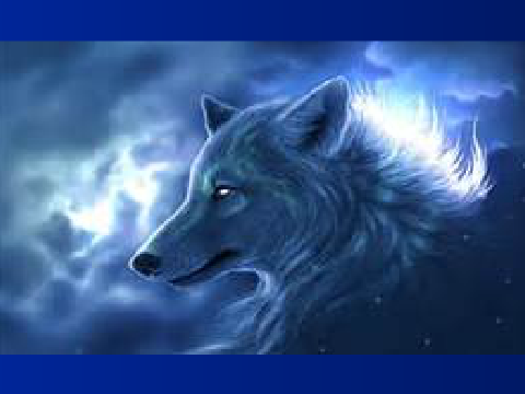spirit wolf-it is not my time to die