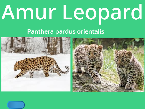 Amur Leopard remix