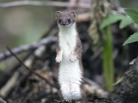 =In The Weasel's Eye = Weaselcharm SRP Pt. 2