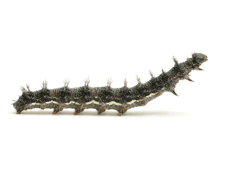 The hungry catapilar but reverse 