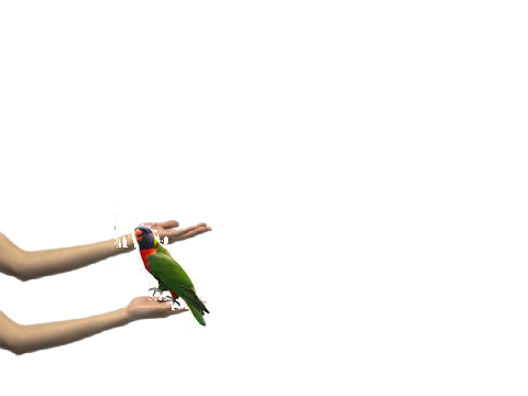 Lorikeet