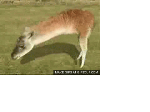 Llamas - 6!!!!