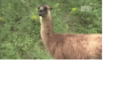 Llamas - 7!!!!