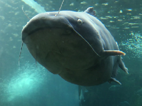 OMEGA CATFISH