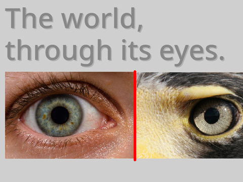 The World Through Its Eyes