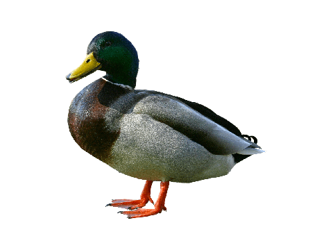 ducks clicker