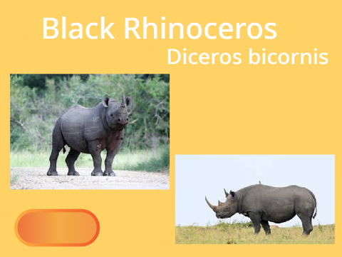Black Rhinocerus remix