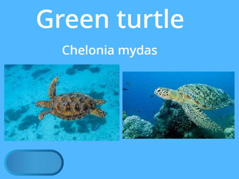 Green Turtle remix
