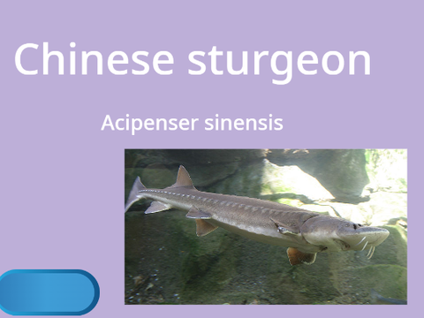 Chinese sturgeon remix