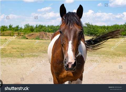 ultimate thousand degree knife horse