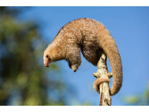 Anteater for EA remix