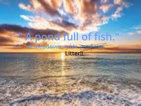 CLOSED “A pond full of fish.” A MC SS litter