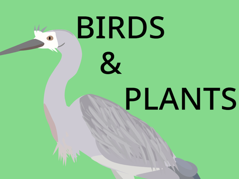 Birds and Plants of Australia