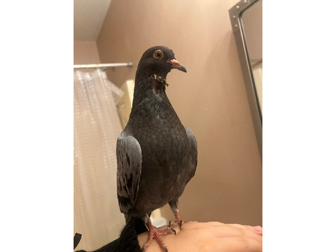 The bird..