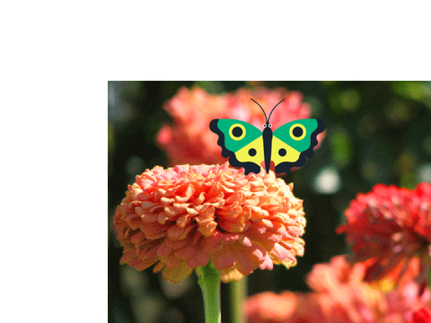butter fly 
