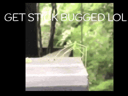 STICK BUG DANCE!!!!!