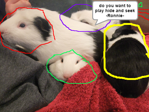 My Guinea pigs!!!!!!!!!!!!!