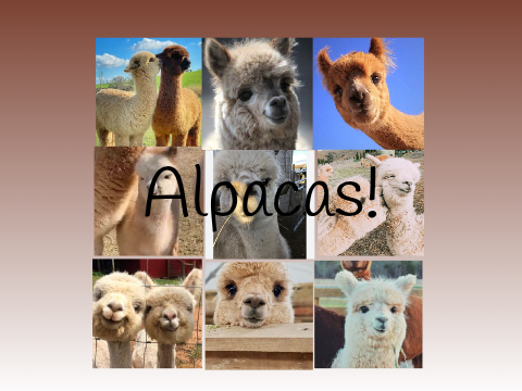 Alpacas!