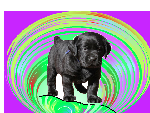 topsy turvy dog fraction