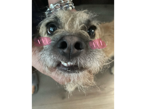 buddy