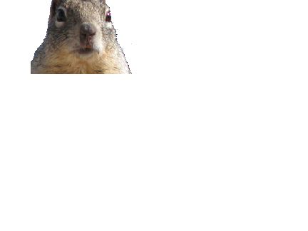 epic squirrel
