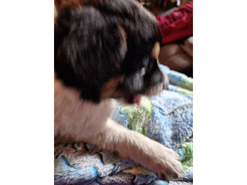 I GOT A DOG!!!!!!!