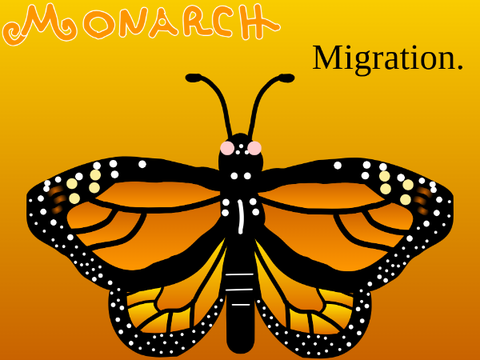 Monarch Migration Ƹ̵̡Ӝ̵̨̄Ʒ Save the Monarchs