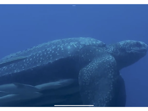 Meet Honu, my sea turtle!!