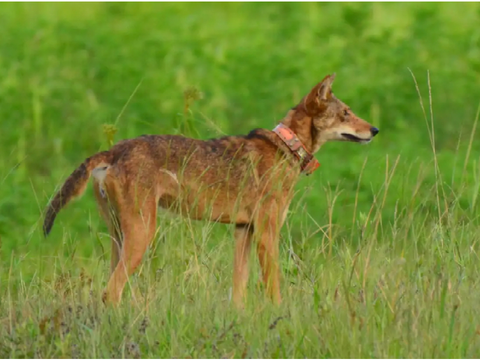 Tracking a wolf now!