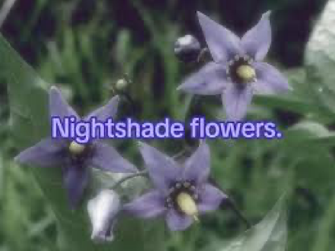 Nightshade