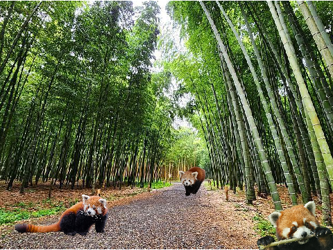 Red Pandas!