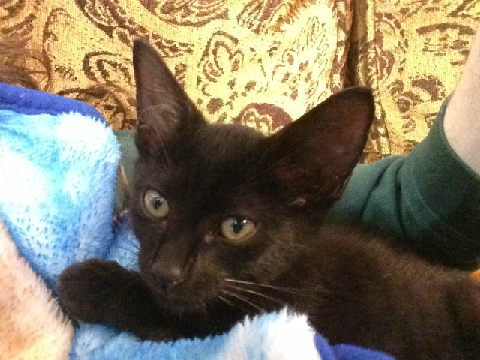 New Kitten: Simon