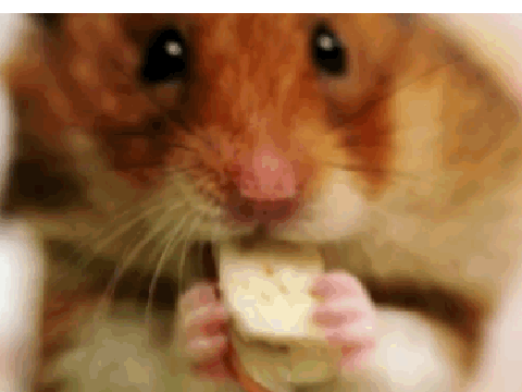 nom nom nom nom