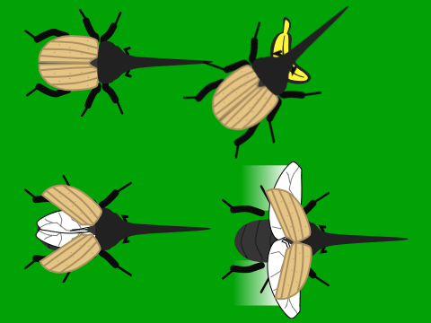 Hercules beetle assets pack