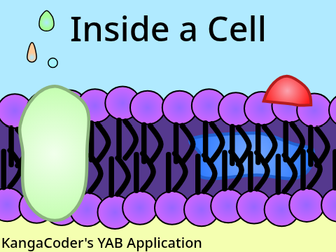 Inside a Cell