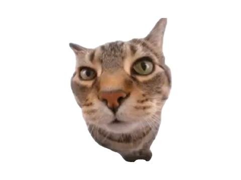 Kitty say what? (W.I.P)