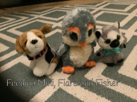 Fiaro, Mini and Fisher’s night routine