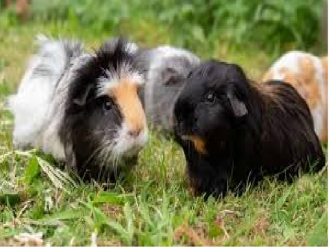 Guinea pigs need friends.