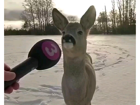 Randy the Deer