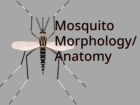 Interactive Anatomy of a Mosquito | Mosquito Morphology