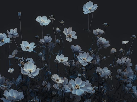 ꒰❀꒱₊˚  mes oniriques  — a post-birth roleplay ☆