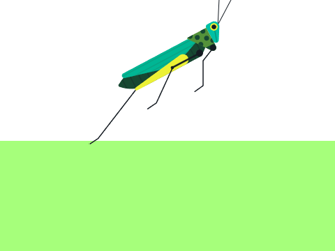 gross hopper