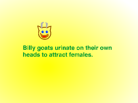 Fun Facts