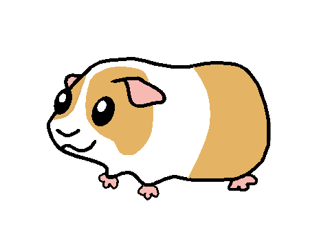 Guinea Pig!
