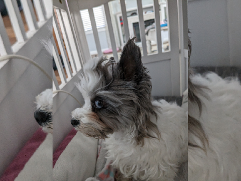 My puppy!