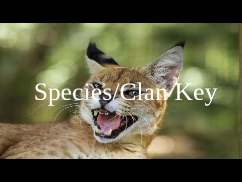 Roaring Shadows RP - Species/Clan key